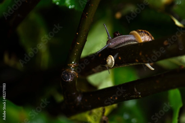 Obraz snail on a branch