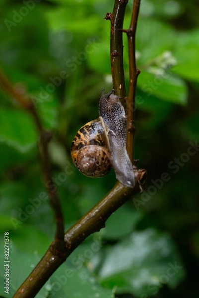 Obraz snail on a branch