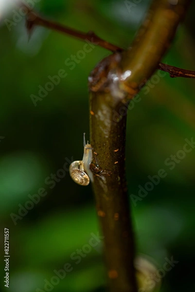 Obraz snail on a branch
