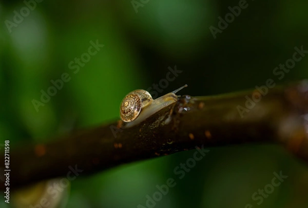 Obraz snail on a branch