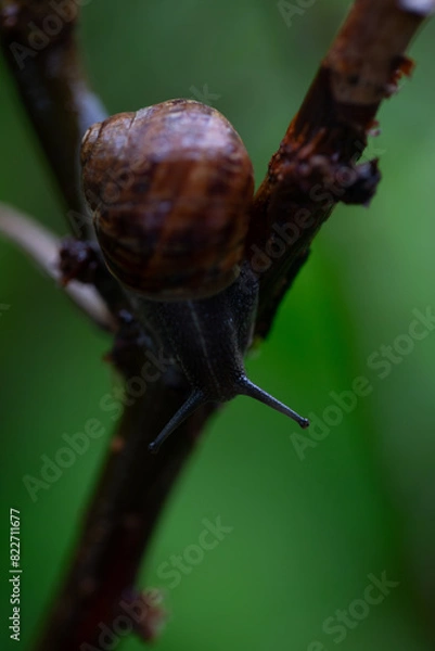 Obraz snail on a branch