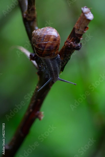 Obraz snail on a branch