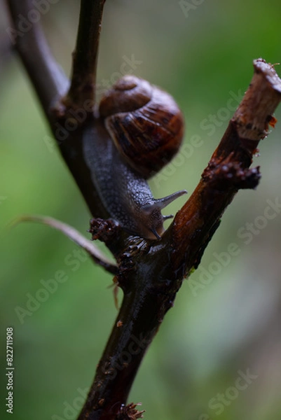 Obraz snail on a branch