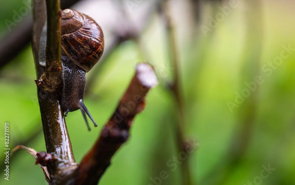 Obraz snail on a branch