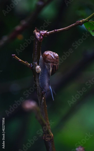 Fototapeta snail on a branch