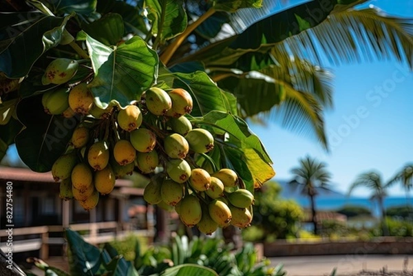 Fototapeta Macaúba palm tree, golden fruits under blue sky., generative IA
