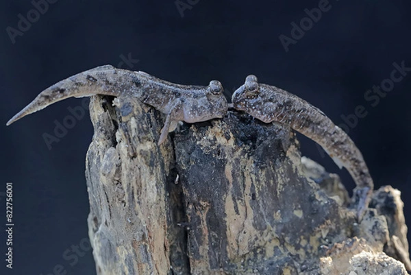 Fototapeta Two barred mudskippers resting on a weathered tree trunk on the edge of the beach estuary. This fish, which is mostly done in the mud, has the scientific name Periophthalmus argentilineatus.