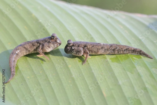 Fototapeta Two barred mudskipper fish are resting on dry leaves washed by the river water. This fish, which is mostly done in the mud, has the scientific name Periophthalmus argentilineatus.