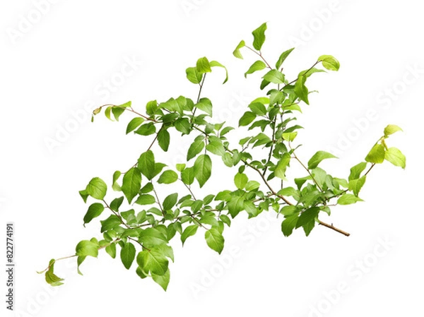 Fototapeta Branch of tree with young fresh green leaves isolated on white. Spring season