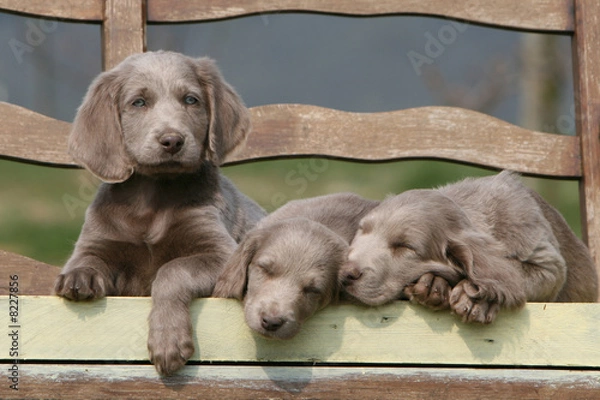 Fototapeta chiOTS Braque de Weimar
