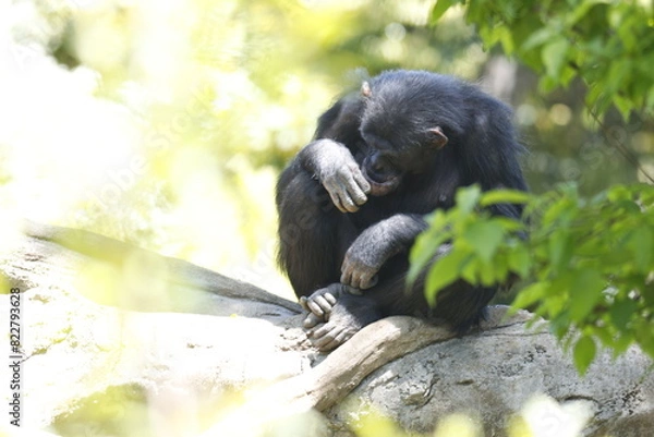 Obraz チンパンジー　森の中　動物　黒　独りぼっち