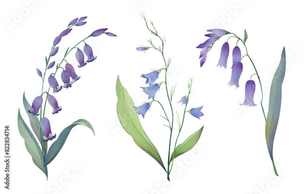 Obraz bellflower, bluebell, harebell