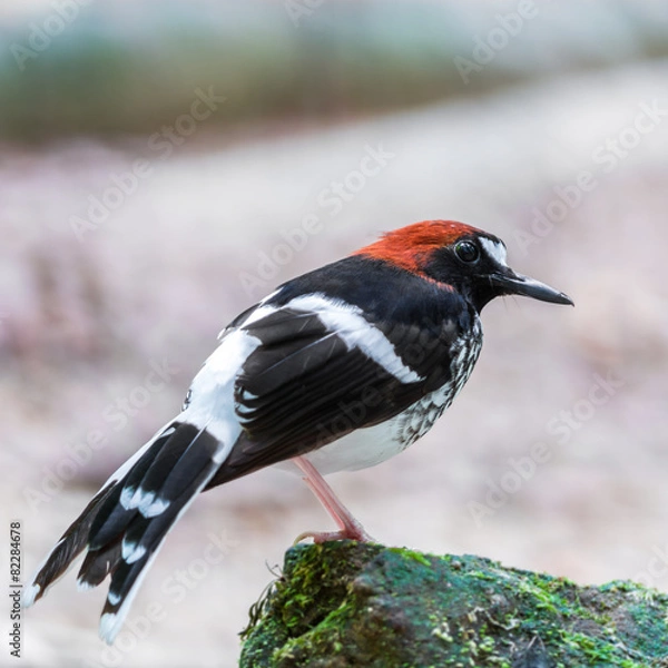 Obraz male Chestnut-naped Forktail
