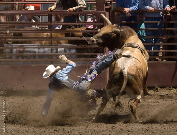 Fototapeta jeździec byka rodeo