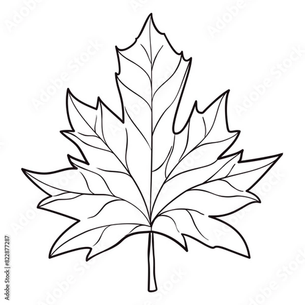 Fototapeta Maple leaf in black outlines for coloring activities, Vector illustration