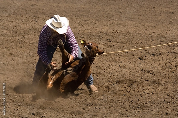Obraz calf roper makes a tie