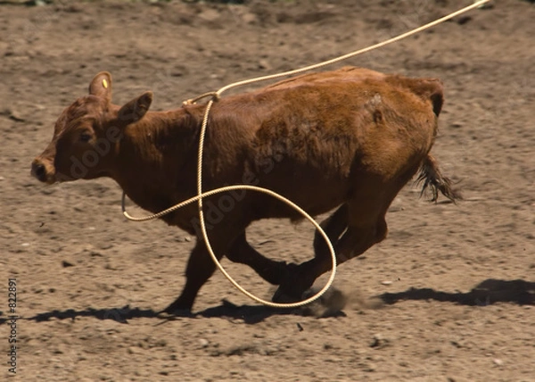 Obraz calf being roped