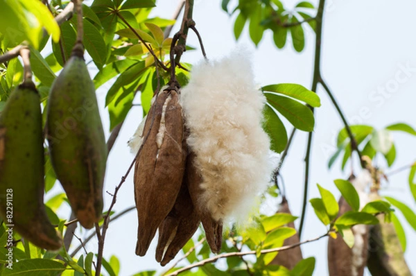 Obraz kapok on tree