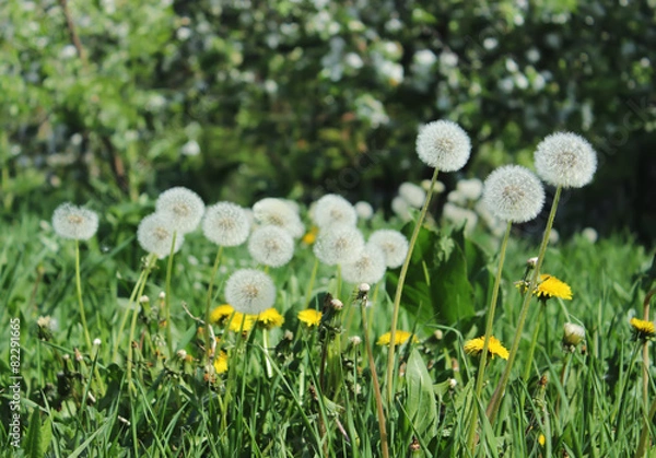 Fototapeta Dandelion in field