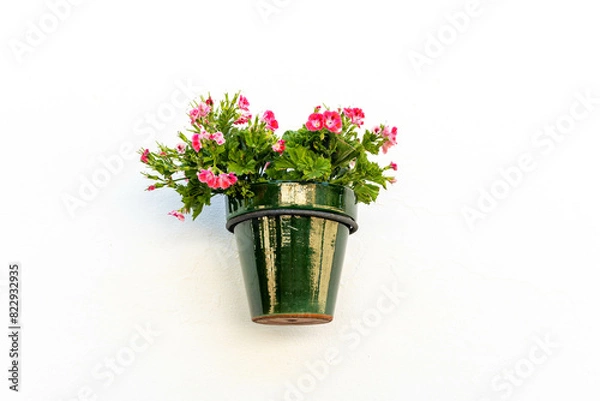 Fototapeta Pot with flowering plant hanging on a white wall.