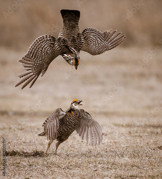 Obraz prairie chicken