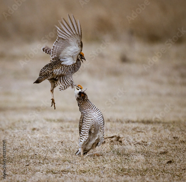 Obraz prairie chicken