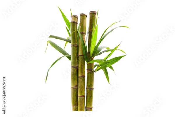 Fototapeta sugar cane stalk isolated on a white background