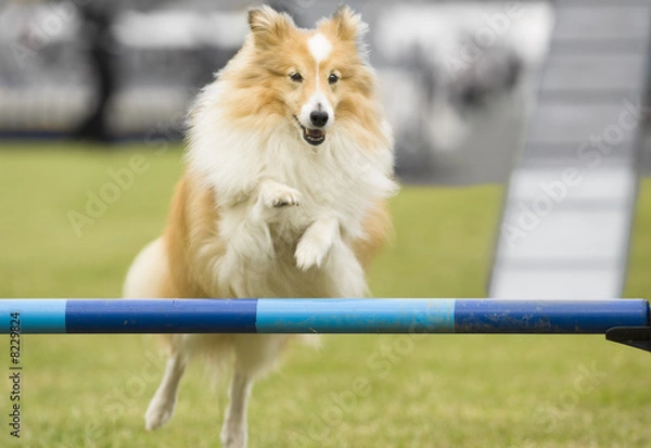 Fototapeta jumping dog