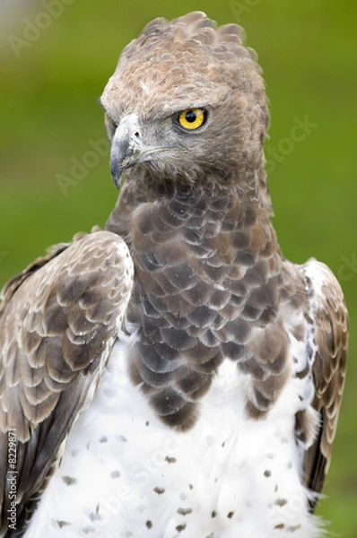Fototapeta martial eagle