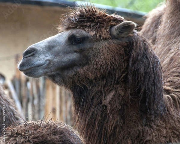 Obraz Cammello - primo piano