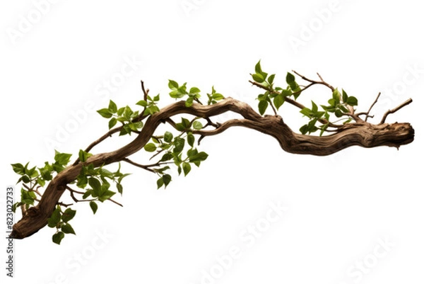 Obraz Dancing Emerald Canopy on Transparent PNG Background.