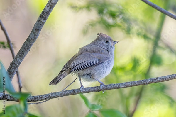 Obraz Oak Titmouse