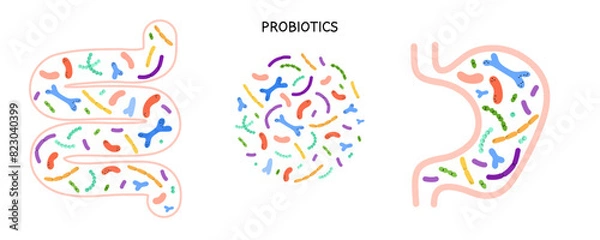 Fototapeta Stomach Intestines Probiotics. Different colorful microbiome and microbiota. Bifidobacterium and lactobacillus, supplement ad elements. Gastrointestinal health vector cartoon isolated illustration