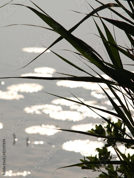 Obraz Schilf in Sonne