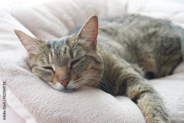 Obraz 眠るキジトラ