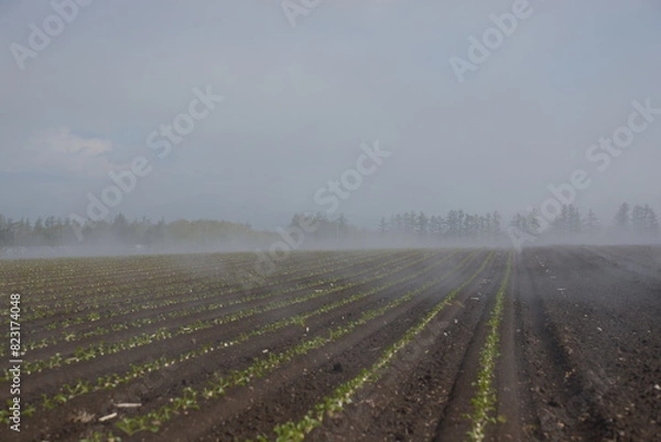 Fototapeta 早朝のかすむビート畑