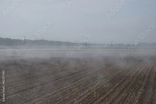 Fototapeta 早朝のかすむビート畑