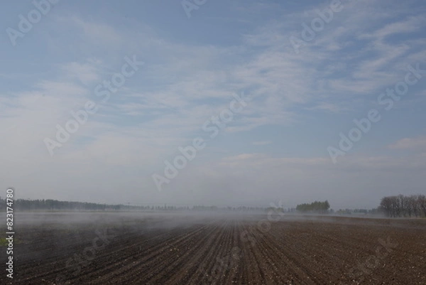 Fototapeta 早朝のかすむビート畑