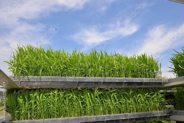 Fototapeta 稲の苗