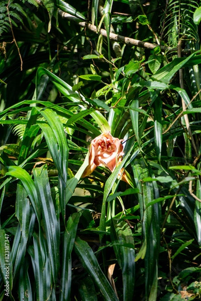 Fototapeta Benstonea kurzii (pandan sili, Srengseng, Pandanus caricosus, Pandanus kurzii). Benstonea kurzii is the name of a plant similar to pandan, which has a limited distribution (endemic) in Java