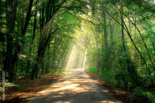 Fototapeta Droga wiązki 3