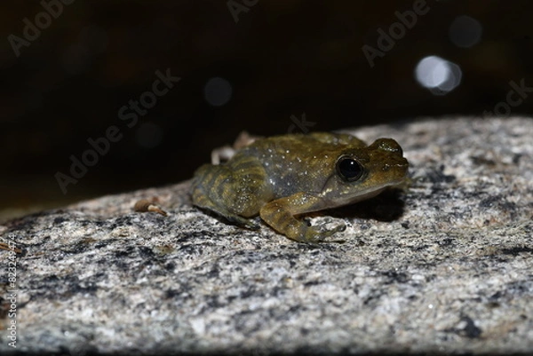 Fototapeta frog on the stone