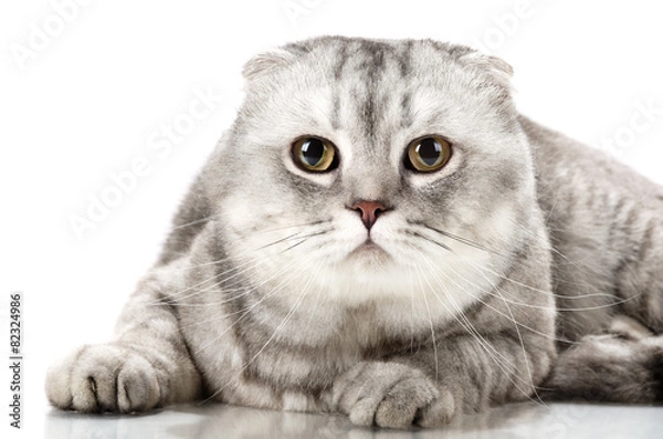 Obraz Cat