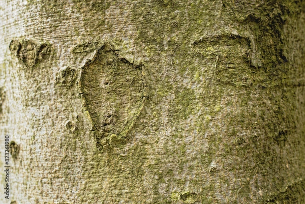Fototapeta Close-up of tree bark with green moss, natural background
