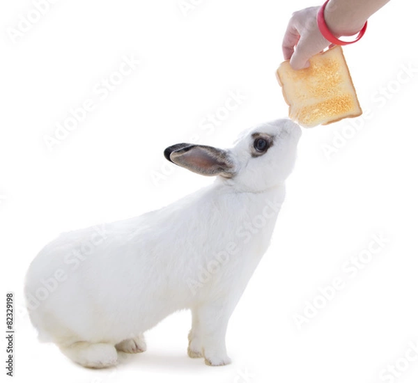 Obraz Cute white rabbit on white isolated try snatch bread from hand