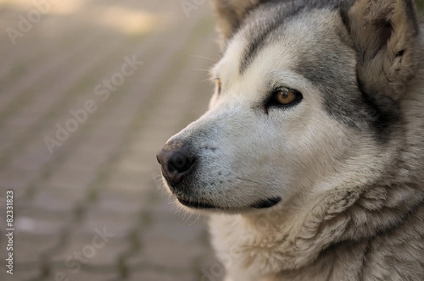 Obraz Alaskan malamute dog