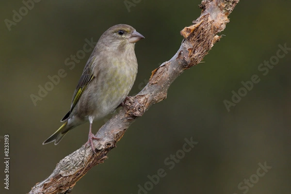 Obraz European Greenfinch