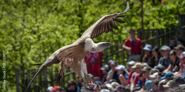 Fototapeta view of a vulture during a bird show