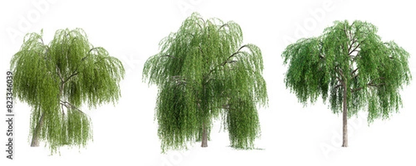 Fototapeta Set of weeping willow tree isolated on transparent background. 3D render.