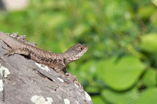 Obraz Calango on tree